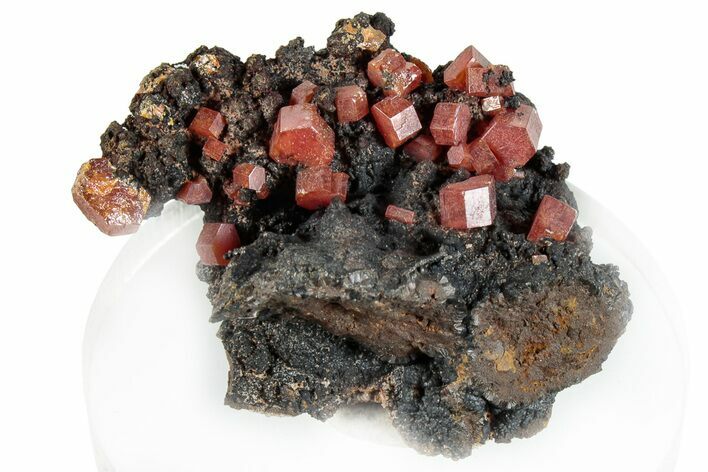 Small Red Vanadinite Crystals on Goethite - Morocco #292912